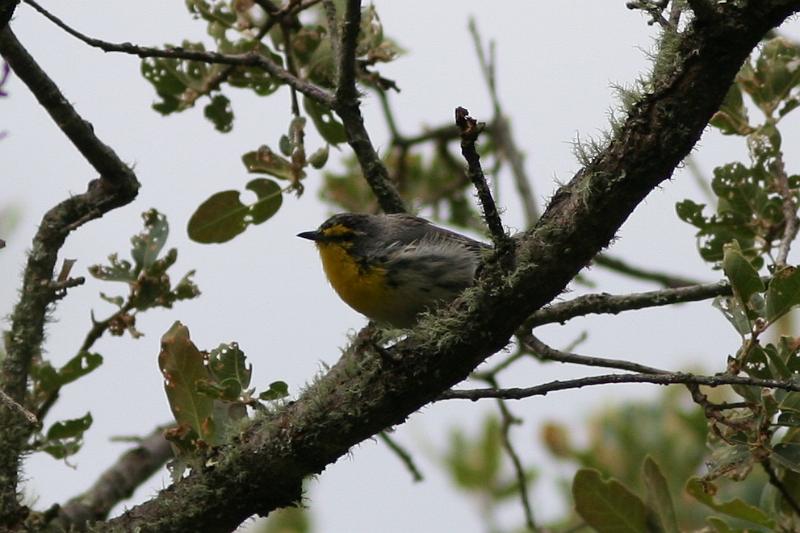 Grace's Warbler FtDavisAug08 141.jpg